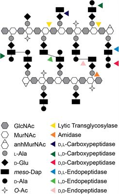 The Pathogenic Neisseria Use a Streamlined Set of Peptidoglycan Degradation Proteins for Peptidoglycan Remodeling, Recycling, and Toxic Fragment Release